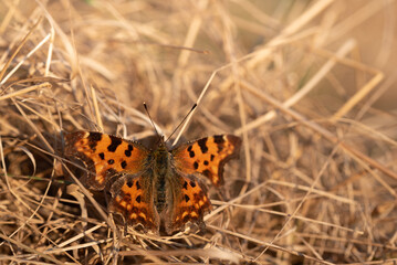 Close-up of a colorful butterfly in Germany in March, genus Polygonia, with wings open on dry straw warming in the sun