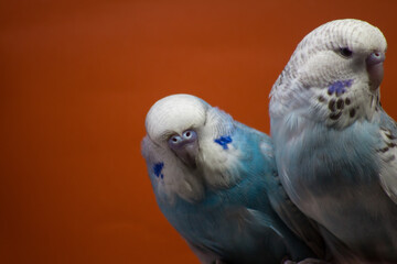 Two birds (budgerigar) are on an orange background
