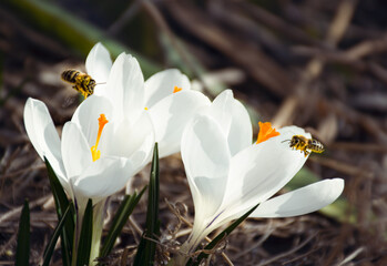 spring white crocus flowers