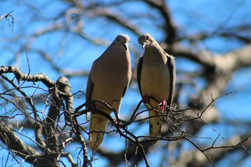bird, bird couple, nature