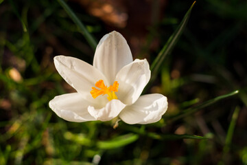 white crocus flowering in the garden
