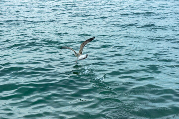 A seagull soaring above the water.
