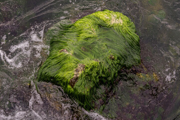 Coastal stones overgrown with algae