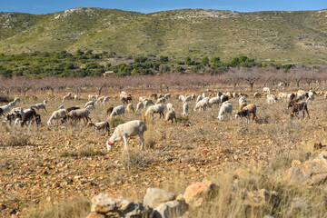 Obraz premium Sacanet, Valencia, Spain: 12.20.2020; The flock of sheep like animal husbandry