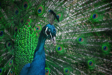 Obraz premium The peacock fluffed his tail. Incredibly beautiful plumage. A graceful bird. Wildlife photography.