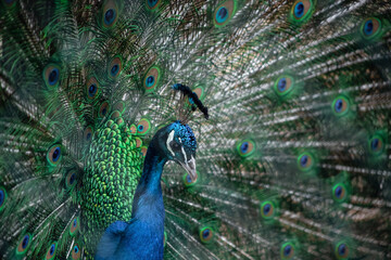 Fototapeta premium The peacock fluffed his tail. Incredibly beautiful plumage. A graceful bird. Wildlife photography.
