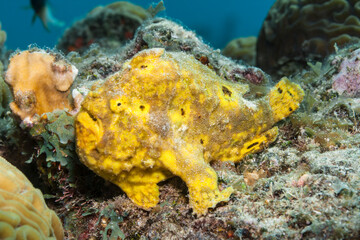 Seascape with yellow Frogfish in the coral reef of Caribbean Sea, Curacao
