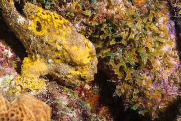 Seascape with yellow Frogfish in the coral reef of Caribbean Sea, Curacao