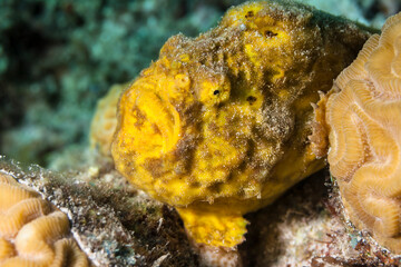 Seascape with yellow Frogfish in the coral reef of Caribbean Sea, Curacao