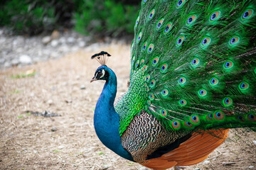 The peacock fluffed his tail. Incredibly beautiful plumage. A graceful bird. Wildlife photography.