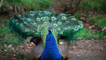 The peacock fluffed his tail. Incredibly beautiful plumage. A graceful bird. Wildlife photography.