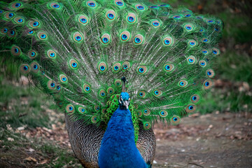 Obraz premium The peacock fluffed his tail. Incredibly beautiful plumage. A graceful bird. Wildlife photography.