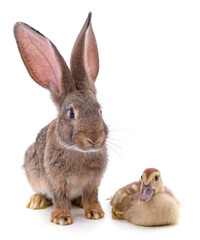 Rabbit and duckling.