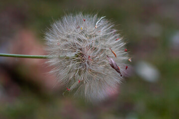 Closed Bud of a dandelion. Dandelion white flowers in green grass.