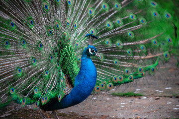 Naklejka premium The peacock fluffed his tail. Incredibly beautiful plumage. A graceful bird. Wildlife photography.