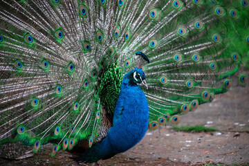 Naklejka premium The peacock fluffed his tail. Incredibly beautiful plumage. A graceful bird. Wildlife photography.