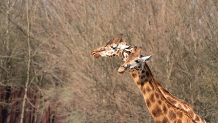 giraffe in the wild