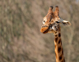 giraffe in the savannah