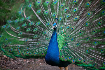 Naklejka premium The peacock fluffed his tail. Incredibly beautiful plumage. A graceful bird. Wildlife photography.