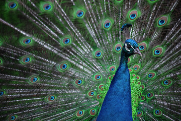 Fototapeta na wymiar The peacock fluffed his tail. Incredibly beautiful plumage. A graceful bird. Wildlife photography.