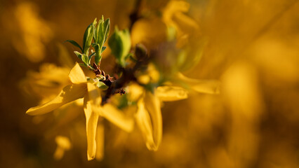 forsythia avec bokeh