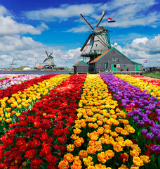 dutch windmill over tulips field