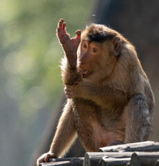 baboon monkey lecking injured hand