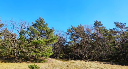 Obraz premium trees in the forest