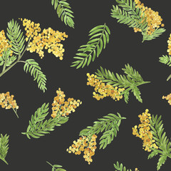 Fototapeta na wymiar Watercolor seamless pattern a branch of mimosa. Set of isolated objects yellow flowers. Spring floral elements