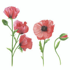 Watercolor Drawing of Red Poppy Flowers Isolated on white. Botanical Illustration in Vintage Style. Summer Poppy Artwork Floral Collection. Floral Wedding Decoration Bouquet