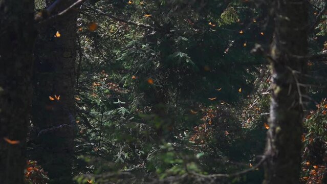 Monarch Butterfly Biosphere Reserve In Mexico