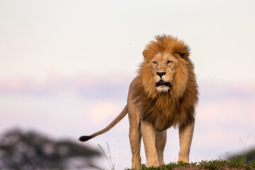 A closeup shot of proud lion in Serengeti National Park, Tanzania.
 - obrazy, fototapety, plakaty