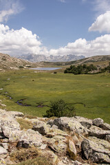Fototapeta na wymiar High altitude lake in a meadow at the top of the Corsican mountains - Lac des Vaches