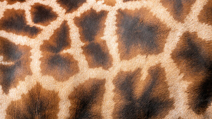 giraffe skin texture