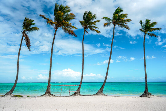 Palm Trees On Juanillo Beach In Gorgeous Punta Cana, Dominican Republic