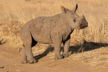 Obraz premium White Rhino Calf, South Africa