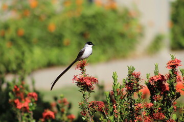 bird, nature