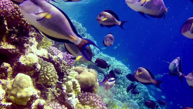 Underwater landscape of a coral reef with many tropical fish of different species against the backdrop of blue water in the Red Sea, Egypt