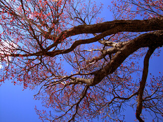 Tree in Spring in New Brunswick Canada