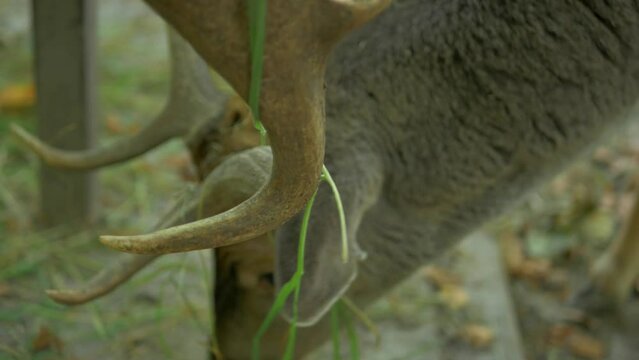 Close up of deer with horns. High detail of deer face.