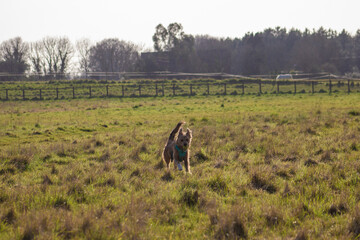 Dog with Tennis Ball