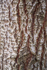 Cracked tree bark.