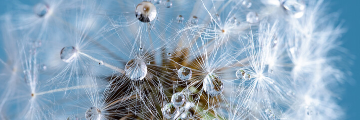 Macro nature abstract background. Beautiful dew drops on dandelion seed macro. soft background. Water drops on parachutes dandelion. Copy space. soft selective focus on water droplets. circular shape