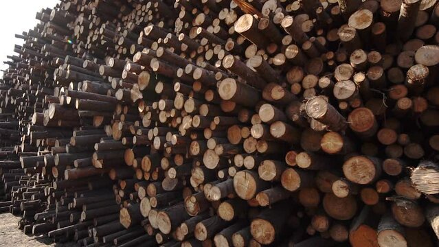 A stack of logs. A part of the trunk of a tree that has been cut off. Timber industry. Cutting area near the road. Lumberjacks cut down trees in the forest. Wood products.
