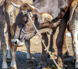 Сow with rope on its horns is sold at the cattle market.