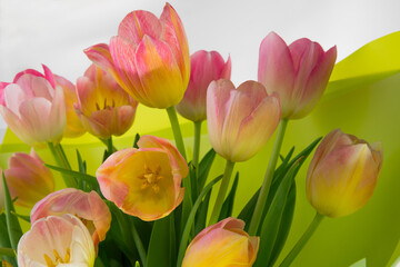 Bright spring multi-colored tulips in a bouquet close-up.