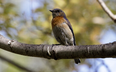 Western Bluebird male adult perched on tree branch. Santa Clara County, California, USA.