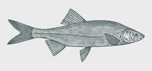 Hitch lavinia exilicauda, freshwater fish from North America in side view