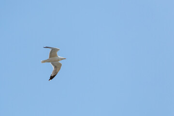 Obraz premium A white seagull flying in the air