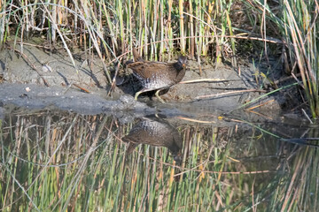 Spotted crake in the Netherlands.